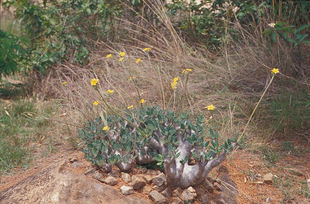 Pachypodium densiflorum