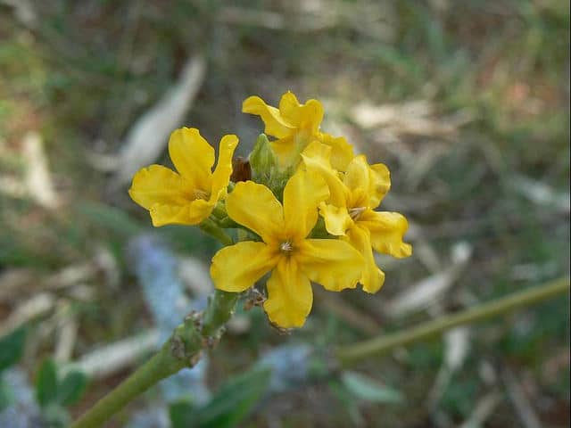 Pachypodium densiflorum
