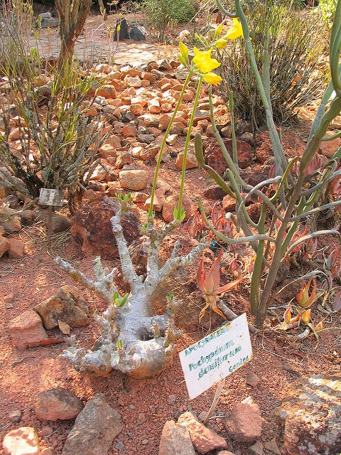 Pachypodium densiflorum