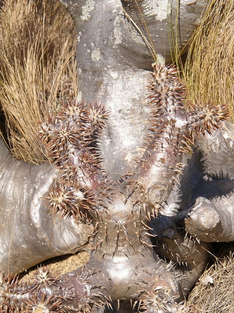 Pachypodium densiflorum