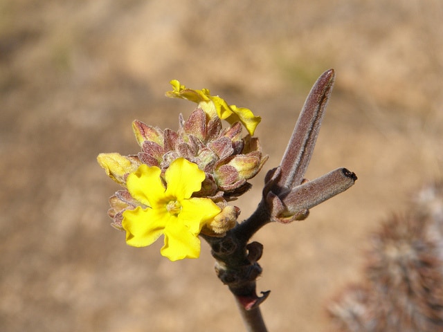 Pachypodium densiflorum