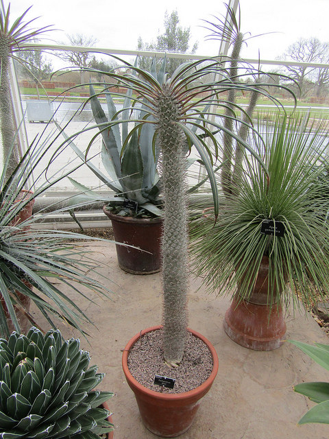 Palmier de madagascar (Pachypodium geayi)