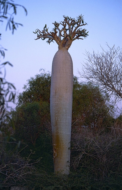 Palmier de madagascar