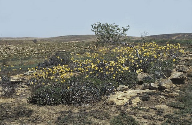 Pachypodium horombense