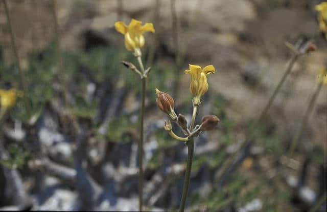Pachypodium horombense