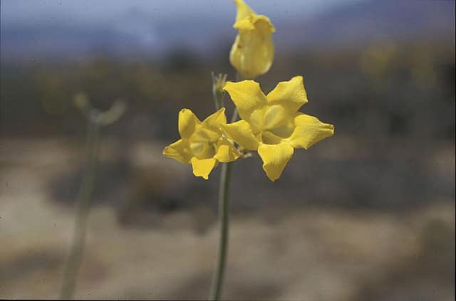 Pachypodium horombense