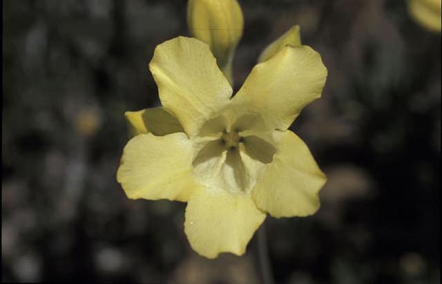 Pachypodium horombense