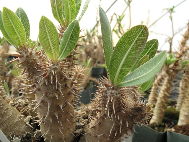 Pachypodium horombense