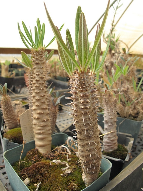 Pachypodium horombense