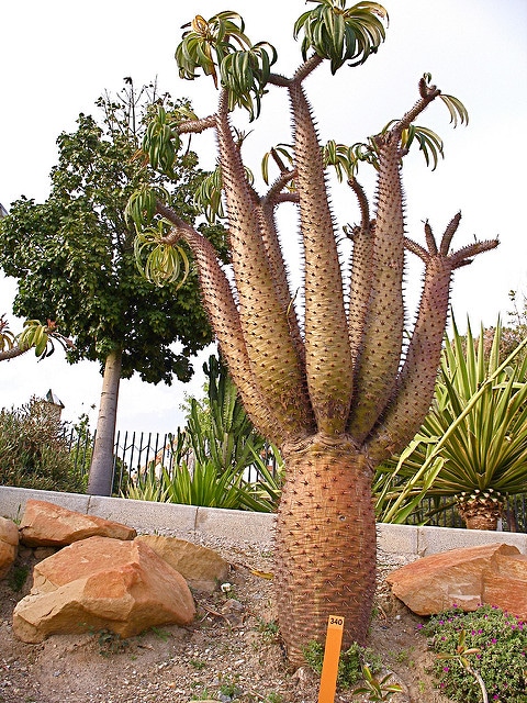 Palmier de madagascar