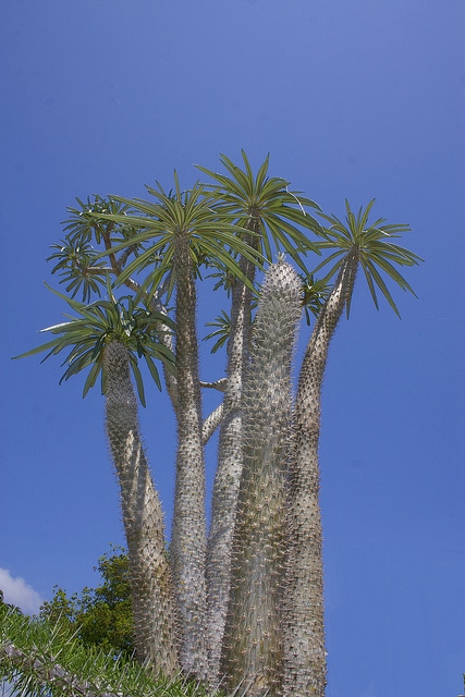 Palmier de madagascar