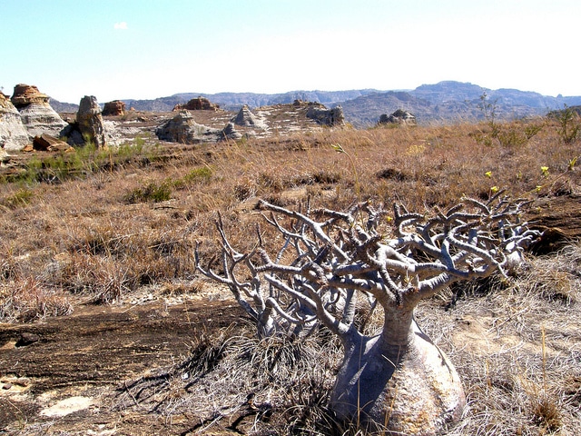 Pachypodium rosulatum