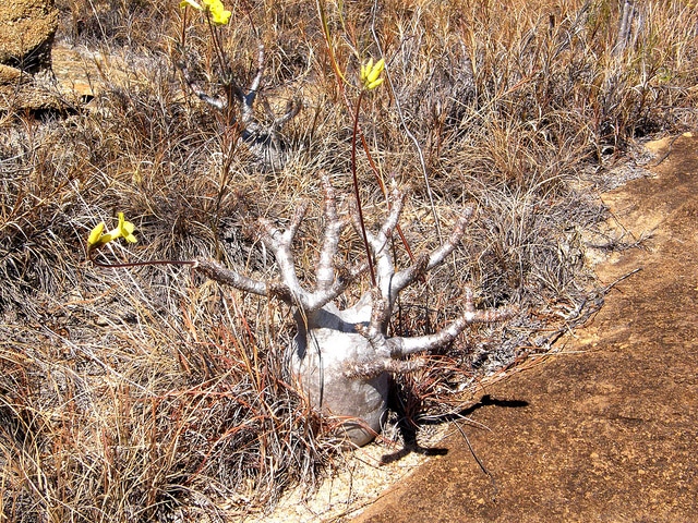 Pachypodium rosulatum