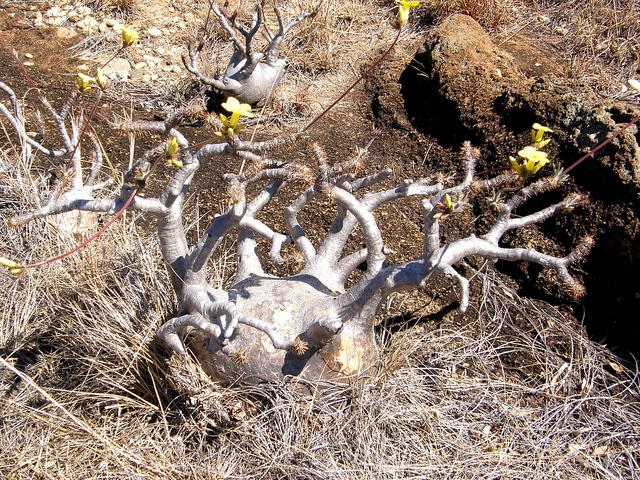 Pachypodium rosulatum