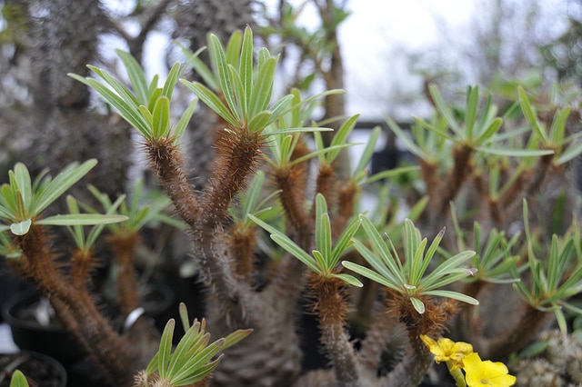 Pachypodium rosulatum