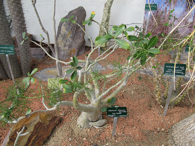 Pachypodium saundersii