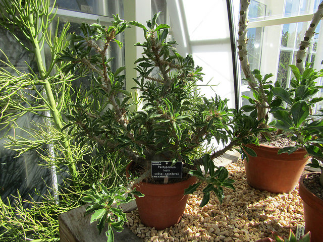 Pachypodium saundersii