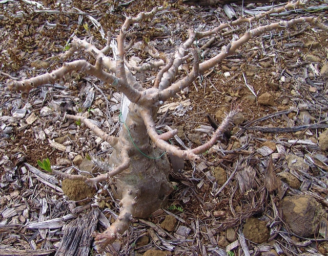 Pachypodium saundersii