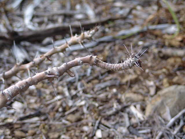 Pachypodium saundersii