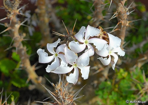 Pachypodium saundersii