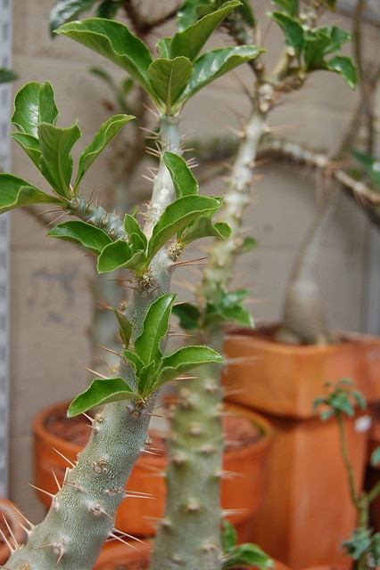 Pachypodium saundersii