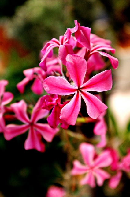 Pachypodium succulentum
