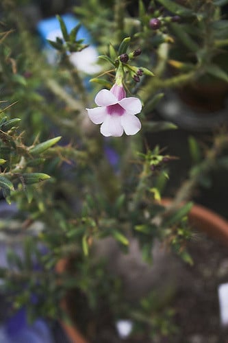 Pachypodium succulentum