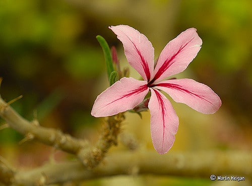 Pachypodium succulentum