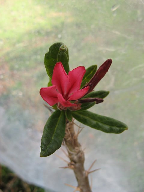 Pachypodium succulentum