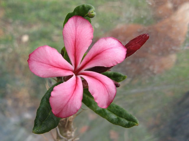 Pachypodium succulentum