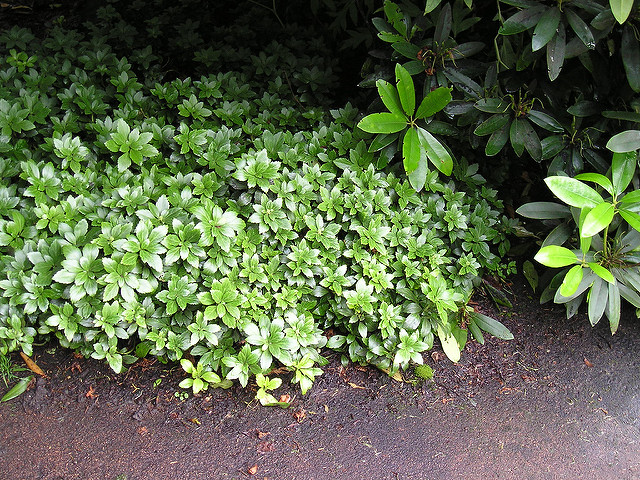 Pachysandra