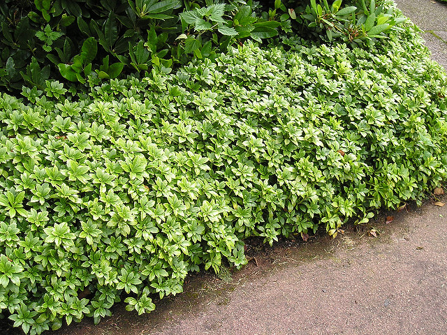 Pachysandra