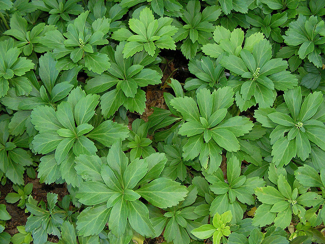 Pachysandra