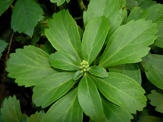 Pachysandra