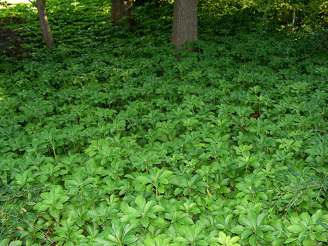Pachysandra