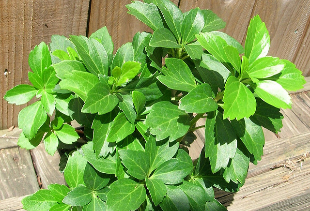 Pachysandra (Pachysandra terminalis)