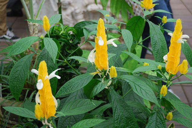 Pachystachys lutea