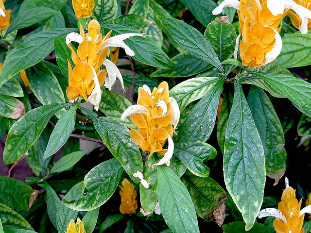 Pachystachys lutea