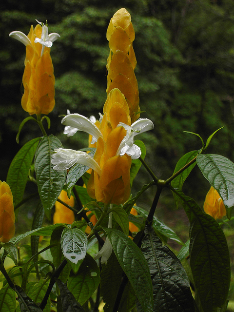 Pachystachys lutea
