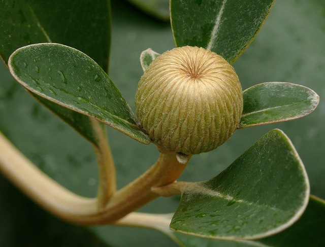 Pachystegia insignis