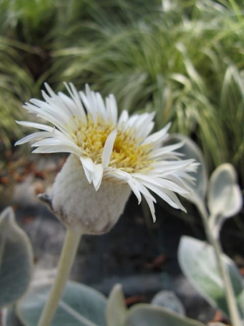 Pachystegia insignis