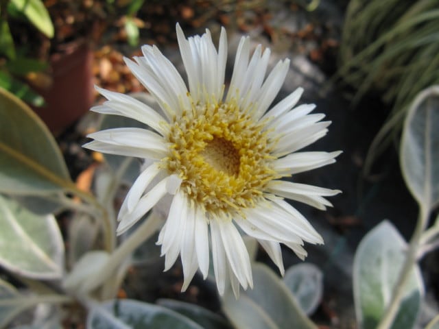 Pachystegia insignis