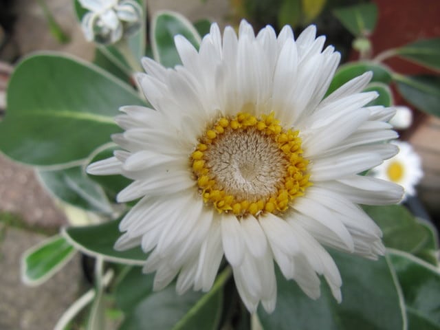 Pachystegia insignis