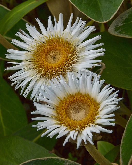 Pachystegia insignis