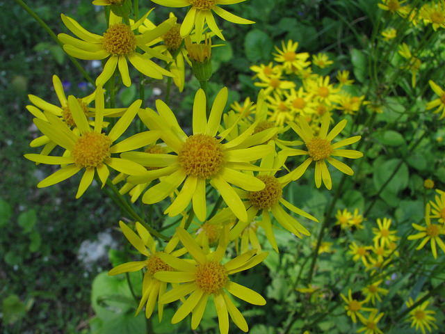 Packera aurea (Packera aurea)