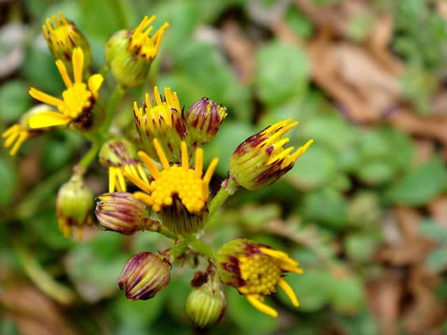 Packera obovata