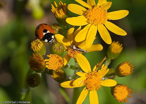 Packera obovata (Packera obovata)