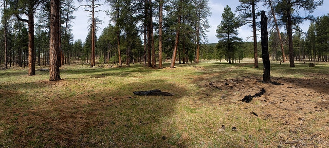 Packera quercetorum (Packera quercetorum)