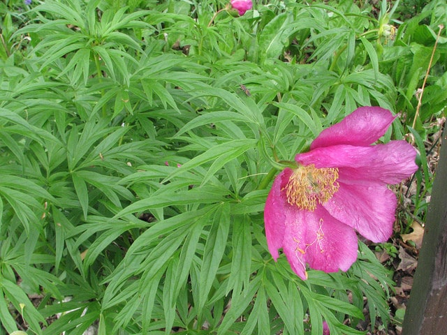 Paeonia anomala