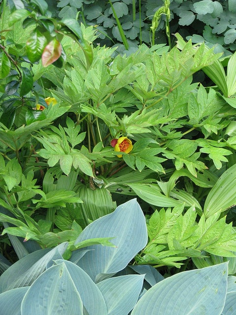 Paeonia delavayi